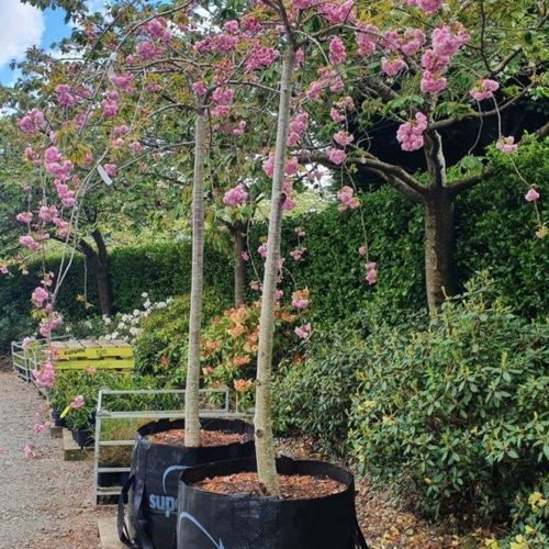 Prunus Serrulata ‘Kiku-Shidare Sakura’ | Rich Pink Double Blossom