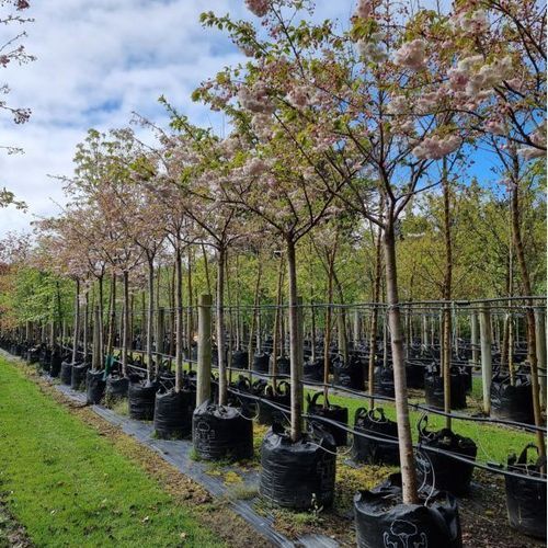 Prunus Serrulata Shimidsu Sakura | Moonlight Cherry