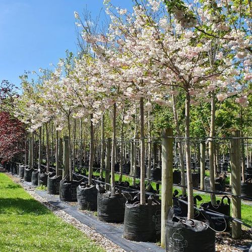 Prunus Serrulata Shimidsu Sakura | Moonlight Cherry