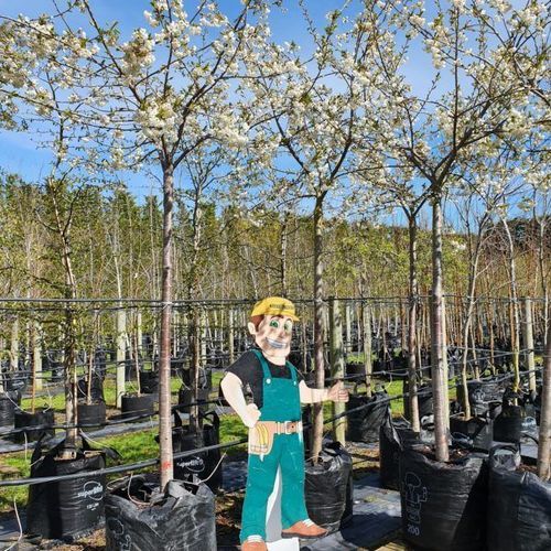 Prunus Serrulata ‘Shirotae’ | Mount Fuji Cherry