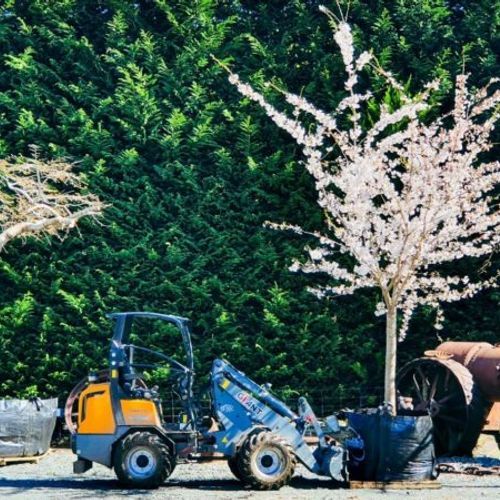 Prunus Yedoensis 1.5m Std | Yoshino Cherry