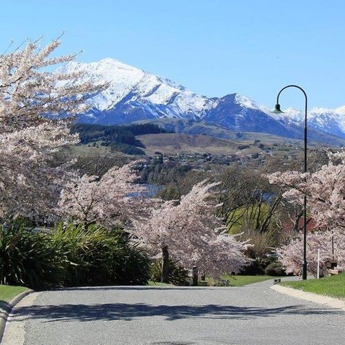 Prunus yedoensis | Yoshino or Tokyo Cherry