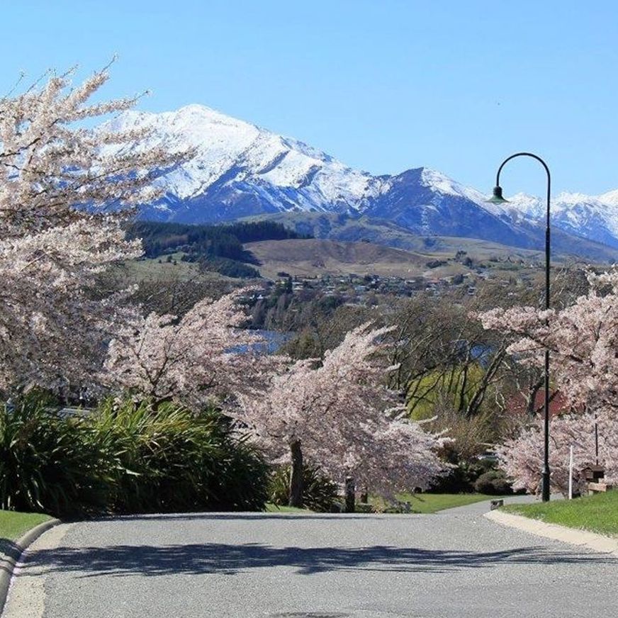 Prunus yedoensis | Yoshino or Tokyo Cherry