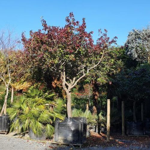 Pyrus Calleryana ‘Bradford’ | Ornamental Pear