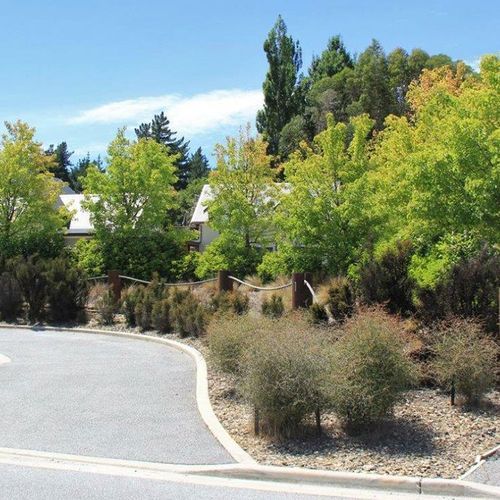 Pyrus calleryana 'Aristocrat' | Ornamental Pear