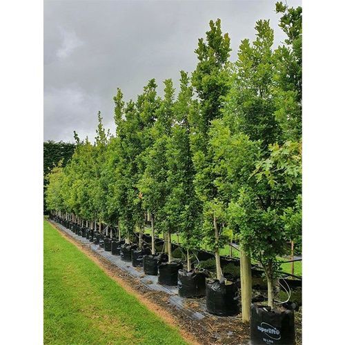 Quercus robur 'Fastigiata' | Upright English Oak