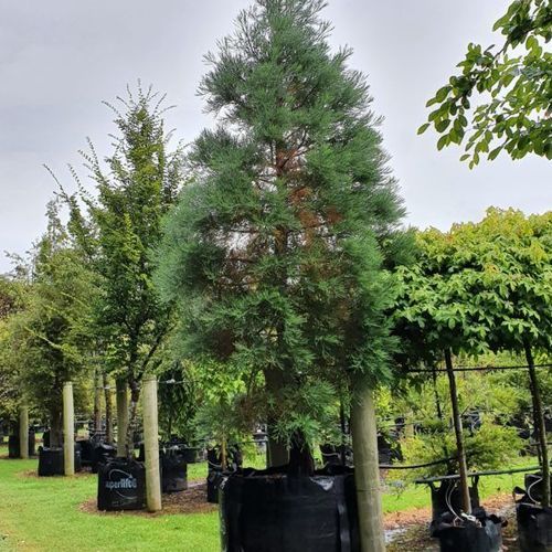 Sequoiadendron Giganteum | Giant Wellingtonia Redwood