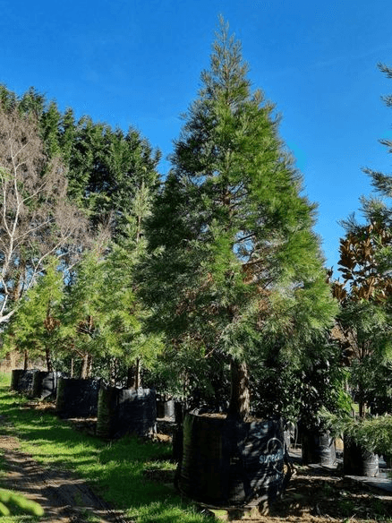 Sequoiadendron Giganteum | Giant Wellingtonia Redwood