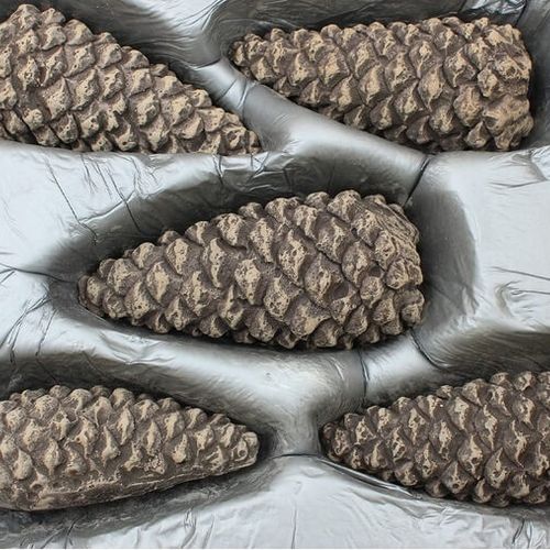 Pinecone set