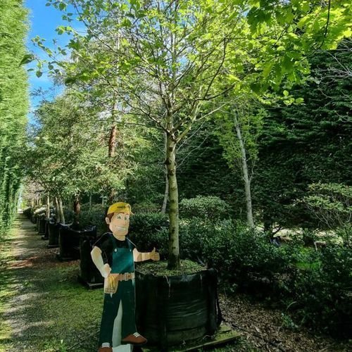 Sorbus Aria | Whitebeam