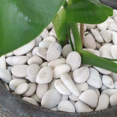Stoneyard Ivory Pebbles