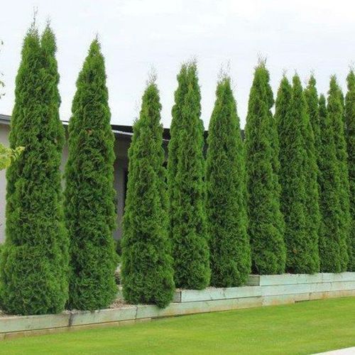 Thuja occidentalis 'Smaragd' | Formal Conifer