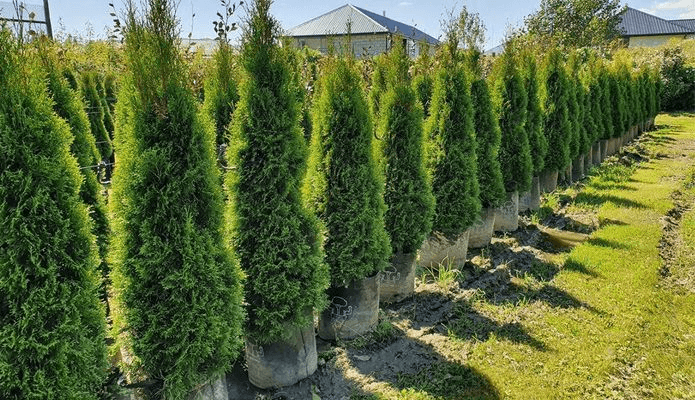 Thuja occidentalis 'Smaragd' | Formal Conifer