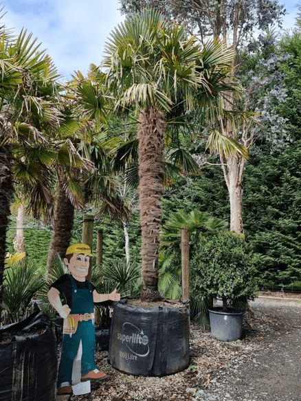 Trachycarpus Fortunei | Windmill Palm