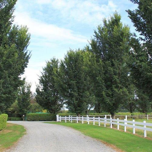 Ulmus hollandica 'Lobel' | Upright Elm