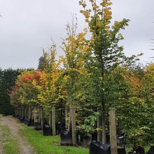 Ulmus Hollandica ‘Lobel’ | Upright Elm