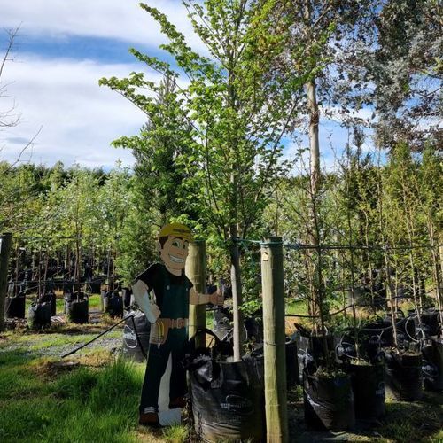 Ulmus Hollandica ‘Lobel’ | Upright Elm