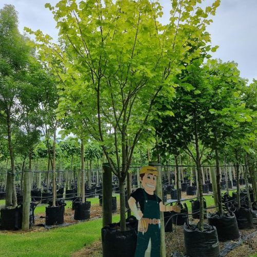 Ulmus Procera ‘Louis Van Houtte’ | Golden Elm