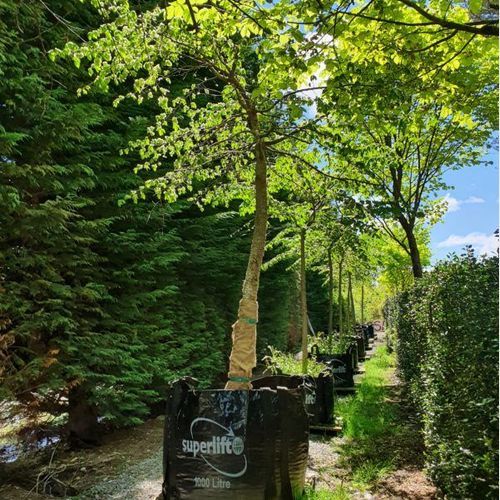 Ulmus Glabra ‘Horizontalis’ | Horizontal Spreading Elm