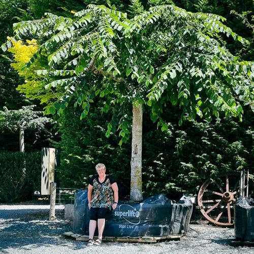 Ulmus Glabra ‘Horizontalis’ | Horizontal Spreading Elm
