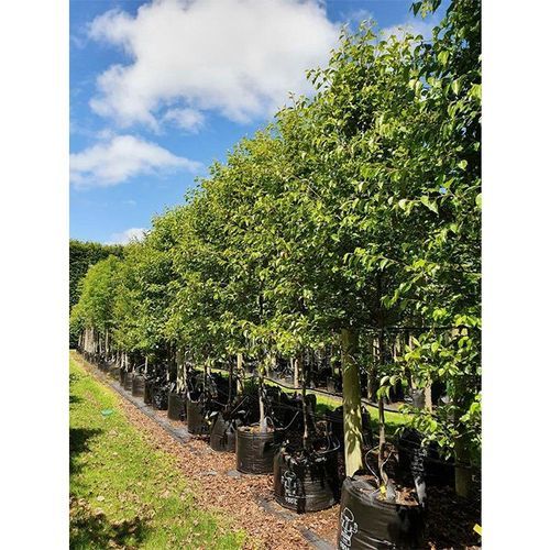 Pyrus calleryana 'Candelabra' | Upright Ornamental Pear