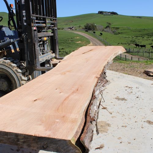 Macrocarpa Slabs