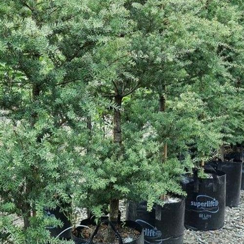 Podocarpus totara 'Matapouri Blue' | Native Blue Totara