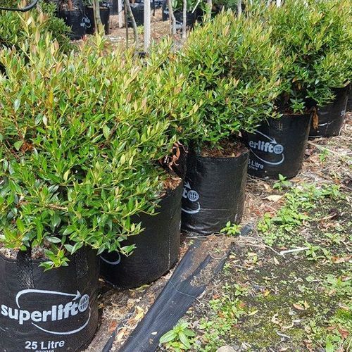 Metrosideros umbellata | NZ Native Southern Rata