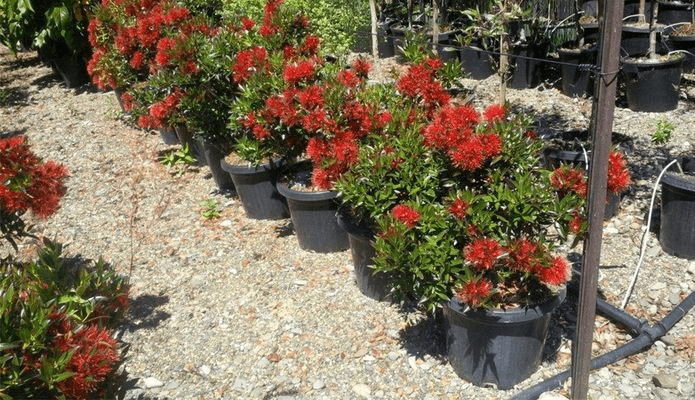 Metrosideros umbellata | NZ Native Southern Rata