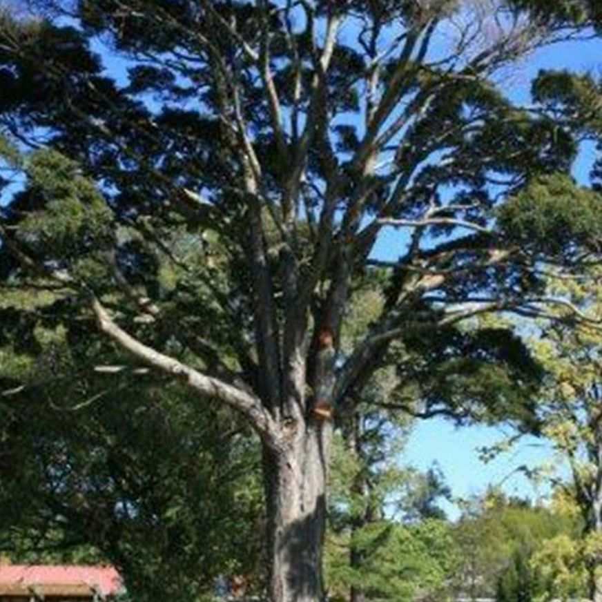 Nothofagus menziesii | NZ Native Silver Beech