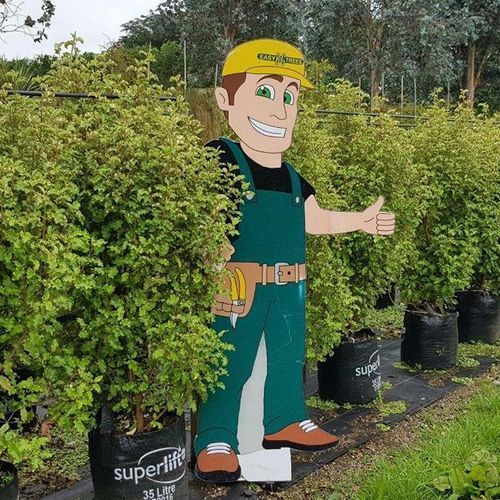 Olearia paniculata | NZ Native Ake Ake