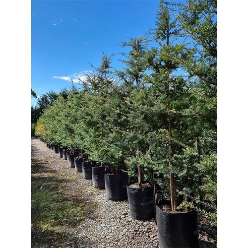 Podocarpus totara 'Matapouri Blue' | Native Blue Totara