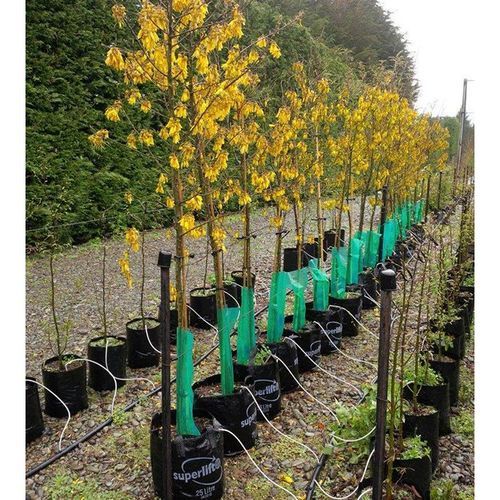 Sophora tetraptera | NZ Native Larger-Leaved Kowhai