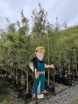 Sophora tetraptera | NZ Native Larger-Leaved Kowhai