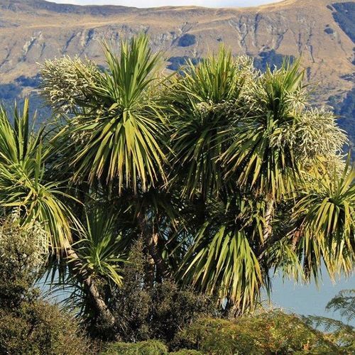 Cordyline australis | NZ Native Cabbage Tree