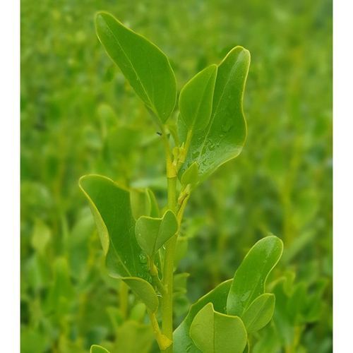 Griselinia littoralis | Broadway Mint Broadleaf Kapuka