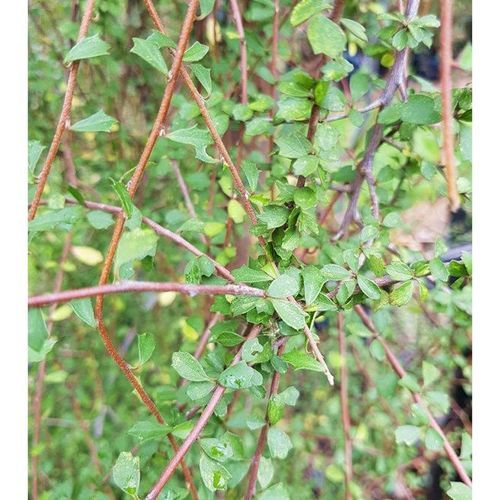 Hoheria angustifolia | NZ Native Lacebark