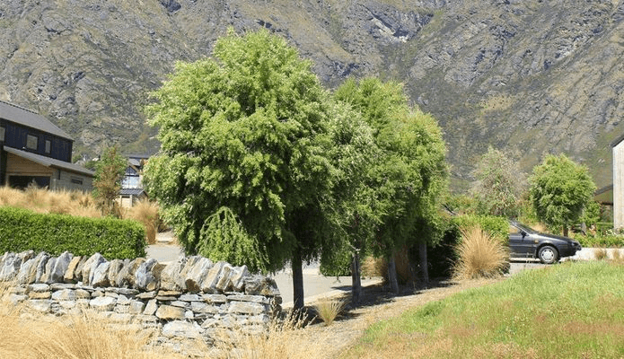 Hoheria angustifolia | NZ Native Lacebark