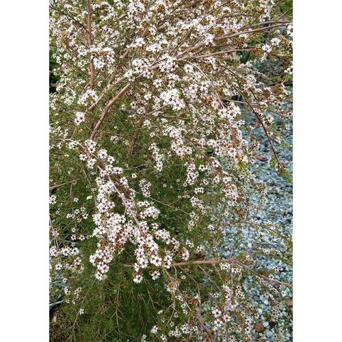 Kunzea ericoides | NZ Native Kanuka