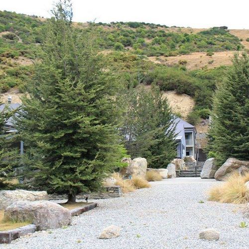 Nothofagus solandri var. cliffortioides Mountain Beech