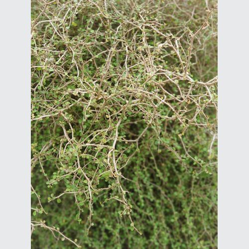 Pennantia corymbosa | NZ Native Kaikomako