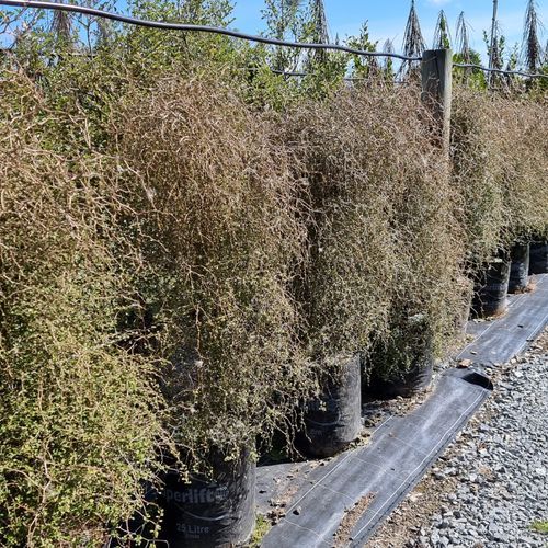Pennantia corymbosa | NZ Native Kaikomako