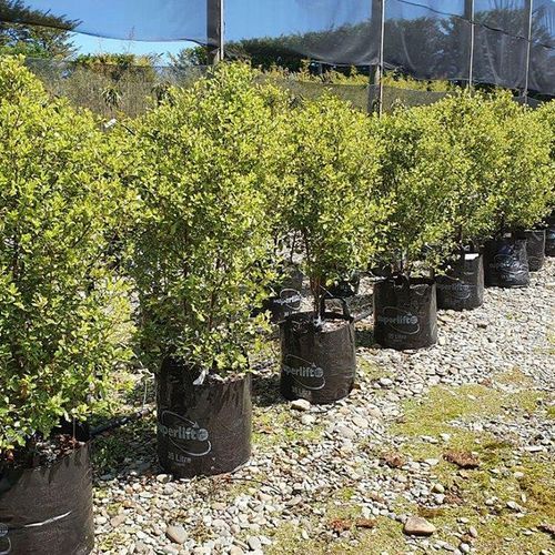 Pittosporum tenuifolium | NZ Native Pittosporum Kohuhu