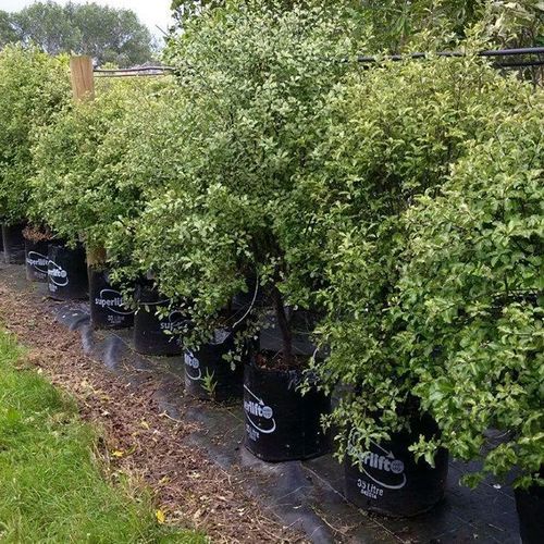 Pittosporum tenuifolium | NZ Native Pittosporum Kohuhu