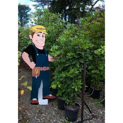 Pseudopanax arboreus | NZ Native Five Finger