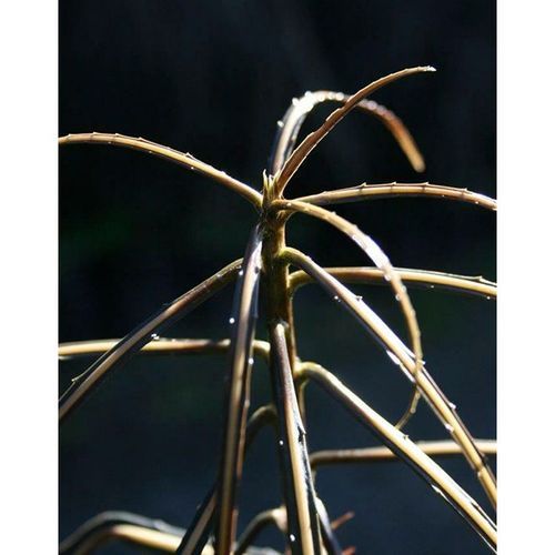 Pseudopanax crassifolium | NZ Native Lancewood