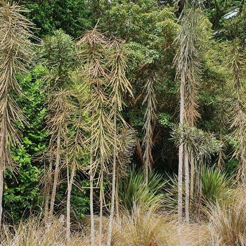 Pseudopanax ferox | Native Sabre-toothed Lancewood