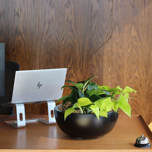Mixed Garden Bowls | Hire Plants