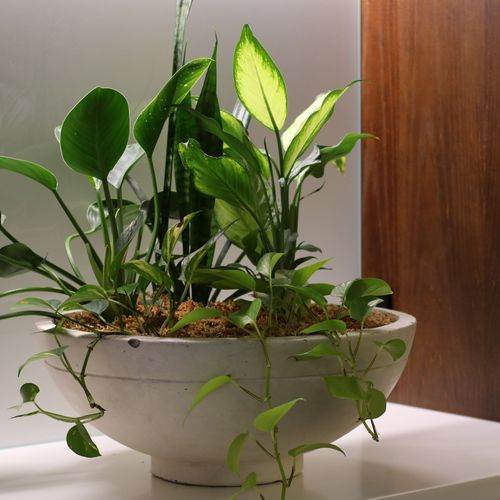 Mixed Garden Bowls | Hire Plants