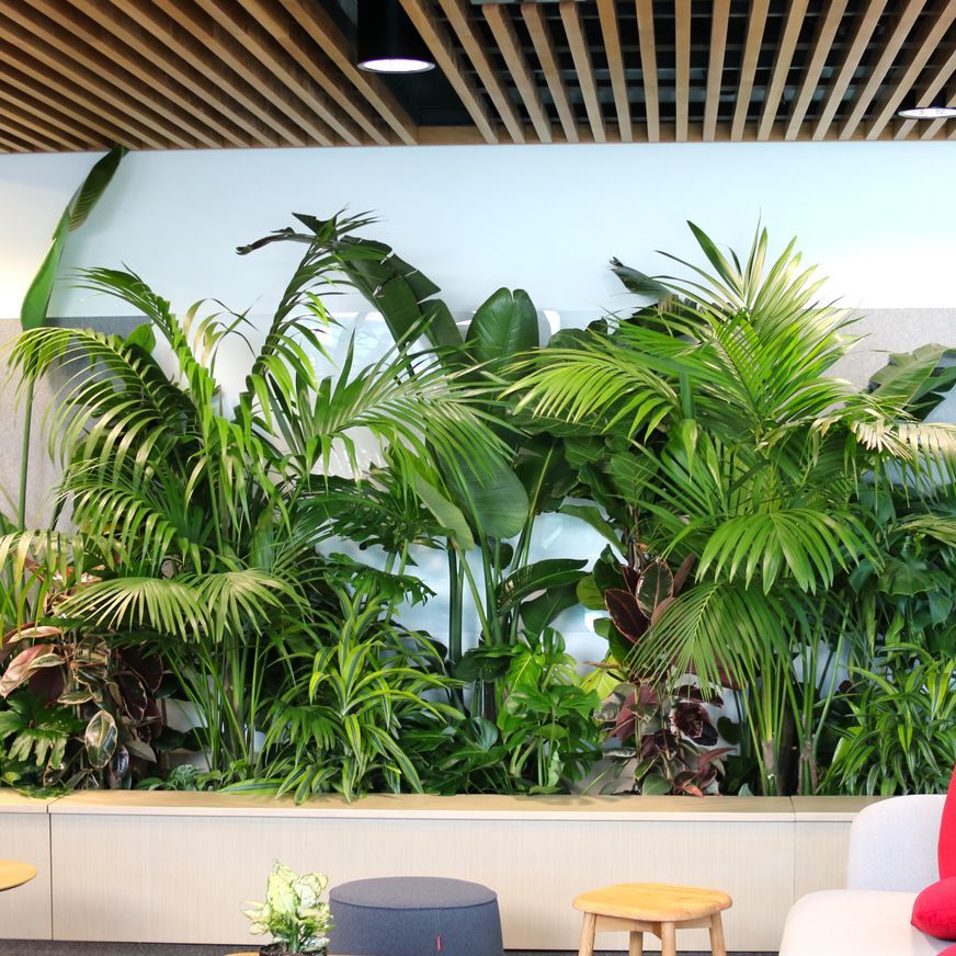 In-Built Gardens | Hire Plants